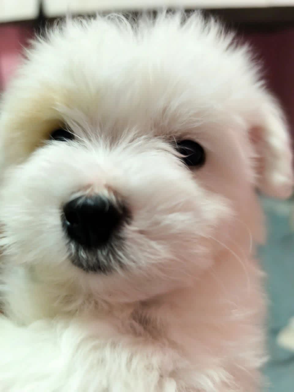 Le Coton de Tuléar : La Perle Blanche de Madagascar débarque dans votre foyer cover image