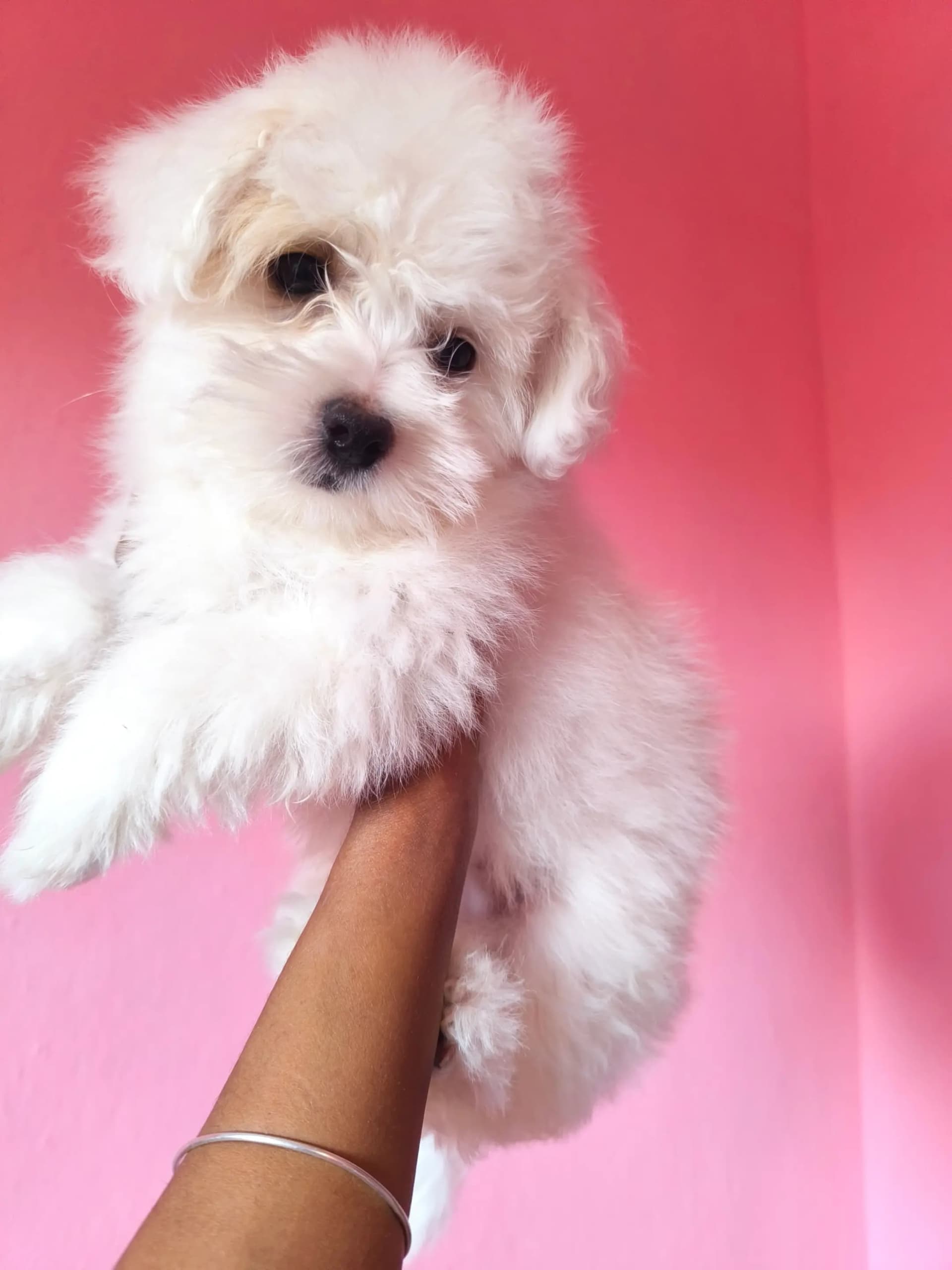 Adopter un chiot cover image